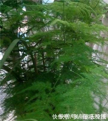 栽植|家里的文竹稀稀拉拉,真难看,用了这1东西,发疯的长,不黄叶