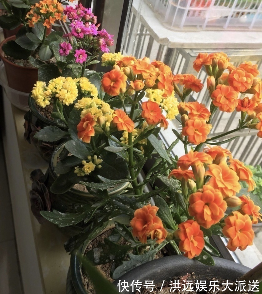 花盆|4种花现在扦插，枝条扔土里“生根快”，当年开花，变成养花大户