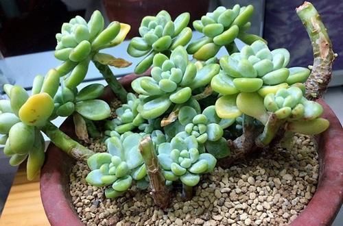 多肉植物不长个?教你一个小技巧,呼呼冒出一堆新芽!