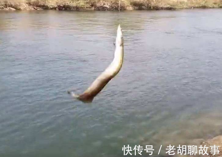 水库泥鳅精!广东水库老乡钓起“巨鳅”,当地人几十年没过了