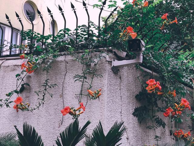 好好的院子,被一棵“霸道”的凌霄花给毁了