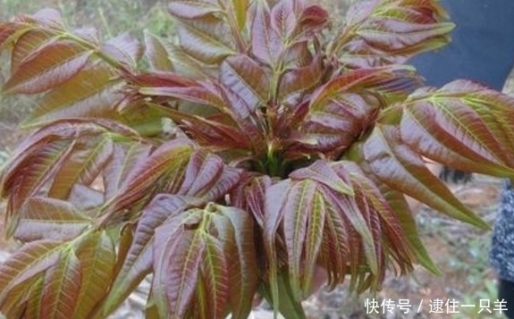 野菜|农村地里常见的几种野菜，补肾，强筋骨，吃过吗？