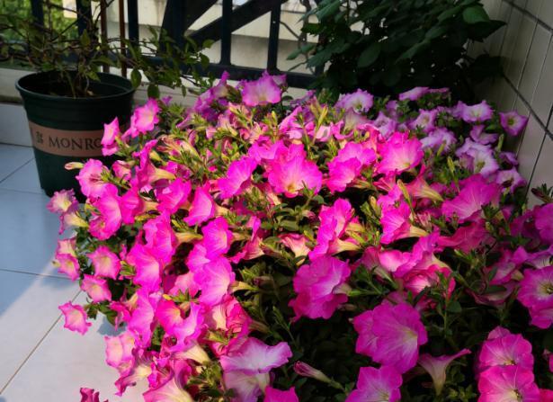 维生素、阿莫西林,秋季盆栽花草用一些,病虫害少很多!