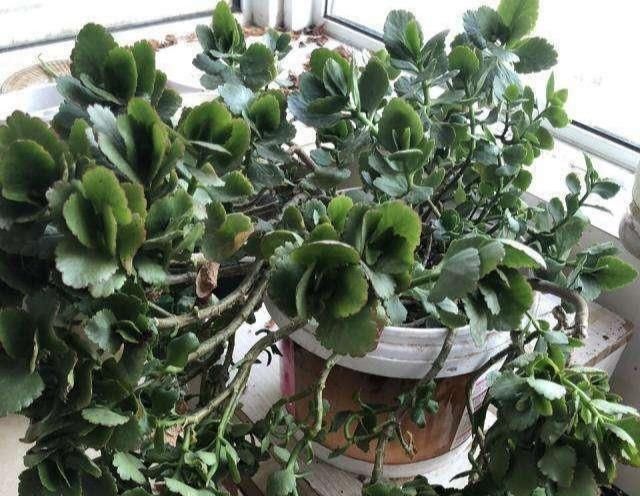 这6种花,夏天要休眠,浇水越多死得越快