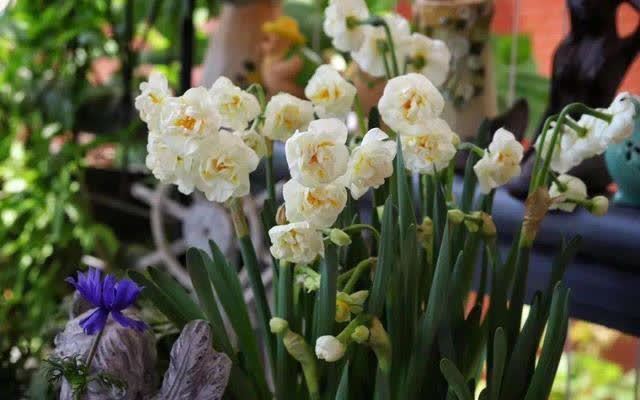 花草三不送,送了变“仇人”,这样看来,老祖宗的话,真的有道理