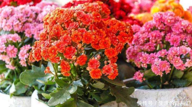 顶芽|高手养长寿花的4点“干货”,将它养成“巨无霸”,开成长寿花树