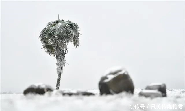 贵州旅游｜毕节的百里杜鹃，一下雪就美成仙境