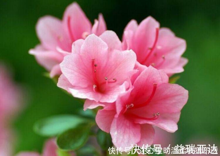 阳台|养花试试此几款,花开繁盛花香怡人,花朵美爆阳台