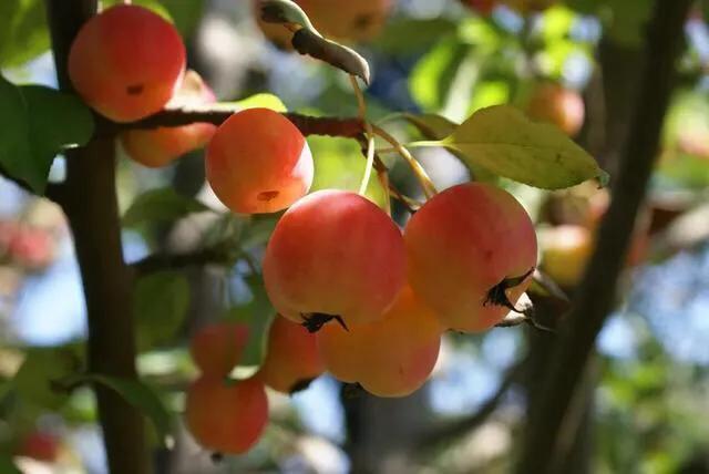 八月瓜|农村野果大全，儿时常吃的味道，吃过15种以上没多少人！