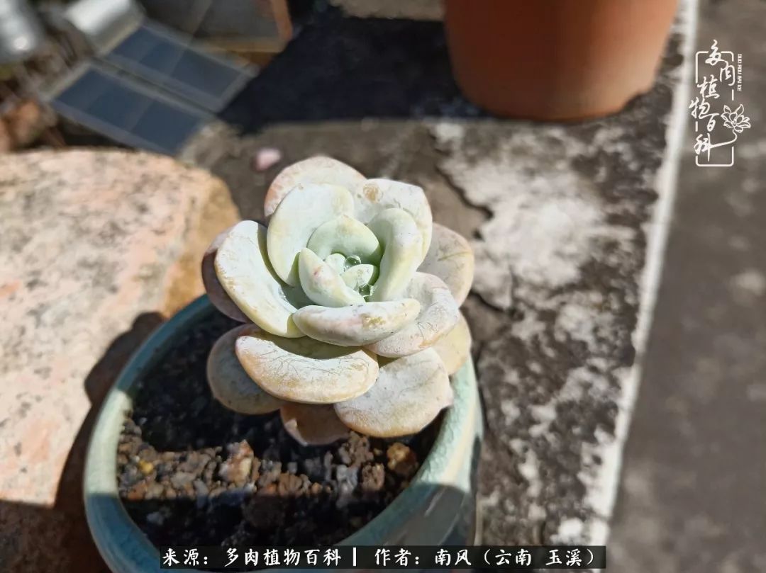 从小喜欢绿植,后来遇见多肉,情不知所起,那就再接再厉!