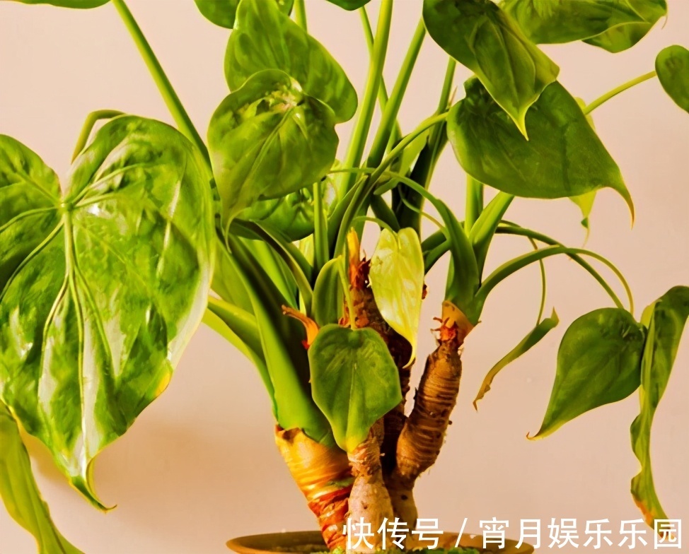 盘点|你养的花,可能是“毒花”,盘点8种常见毒花