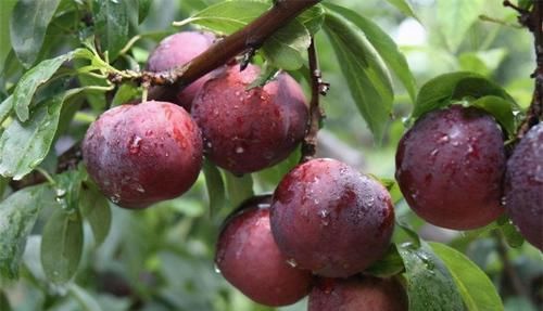  不想|女性不想老太快，常吃以下食物，降血糖、补肾健脾、养肝清目