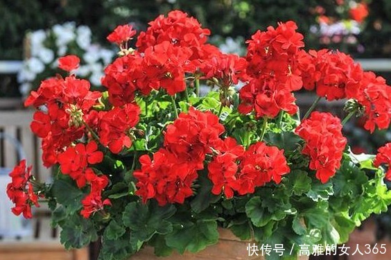 春天养这四款花草,剪得越狠,必定枝繁叶茂,花开满枝