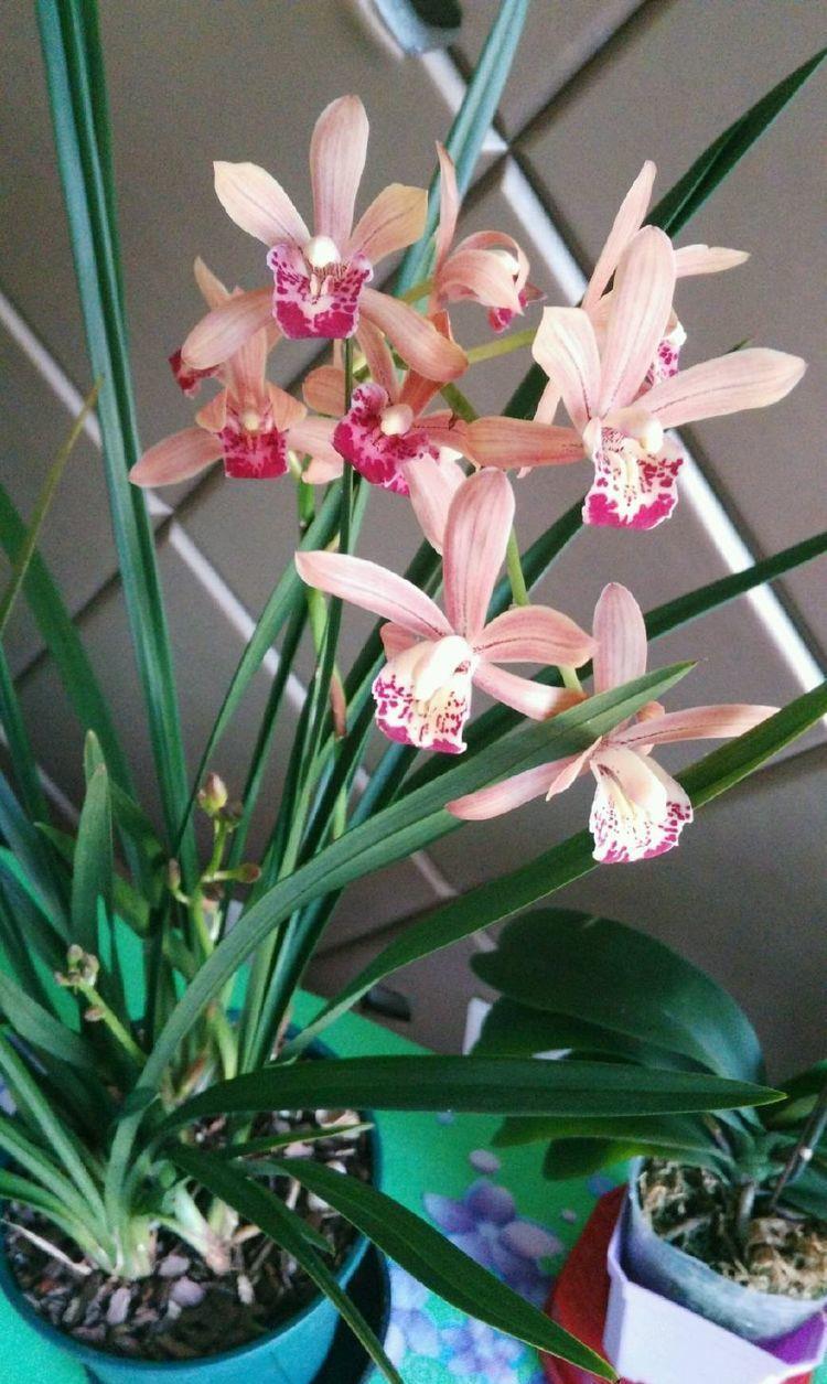 4种花好养易活,花量超大,养家里直接变成小花园