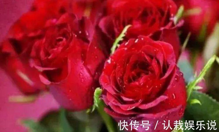 玫瑰花|超好养的“4种花”,越不浇水越爆盆,越养越上瘾,你养了吗?