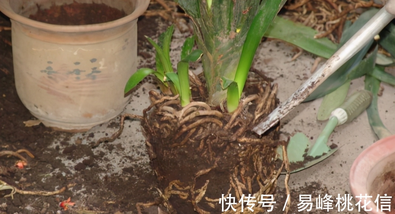 【值得收藏】集合常见的养花问题,帮分析病因、解决方法