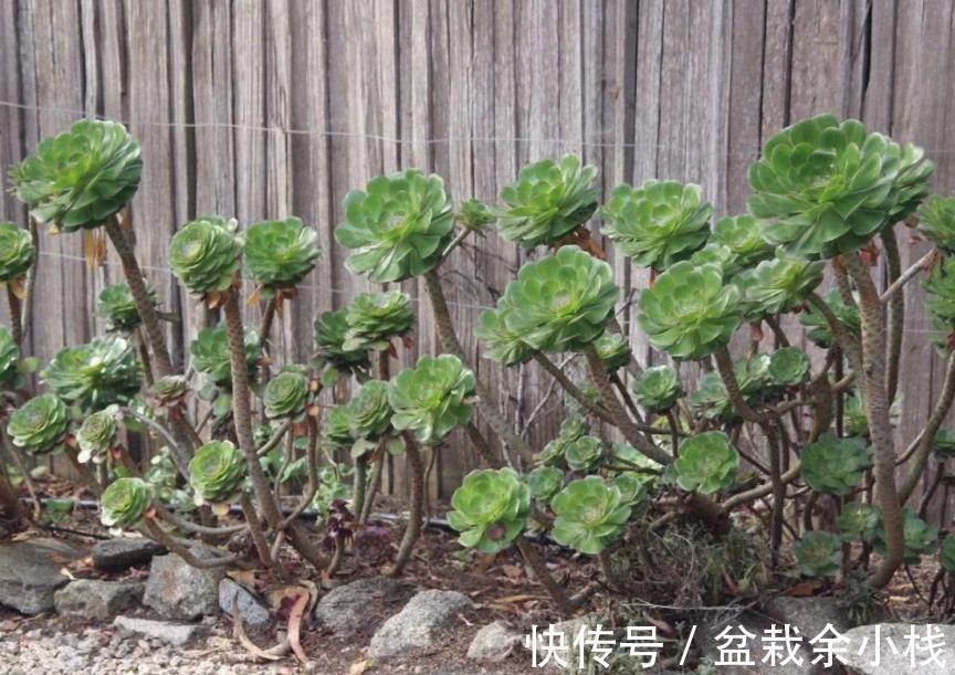 莲花科属多肉|莲花科属多肉,茎干底端叶子干枯摘还是不摘?看这3种情况