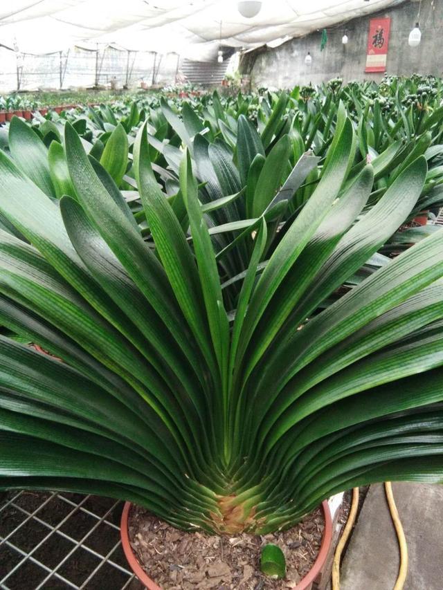 王大姐养花，在工地捡来3种“东西”，埋花盆里透气、不烂根