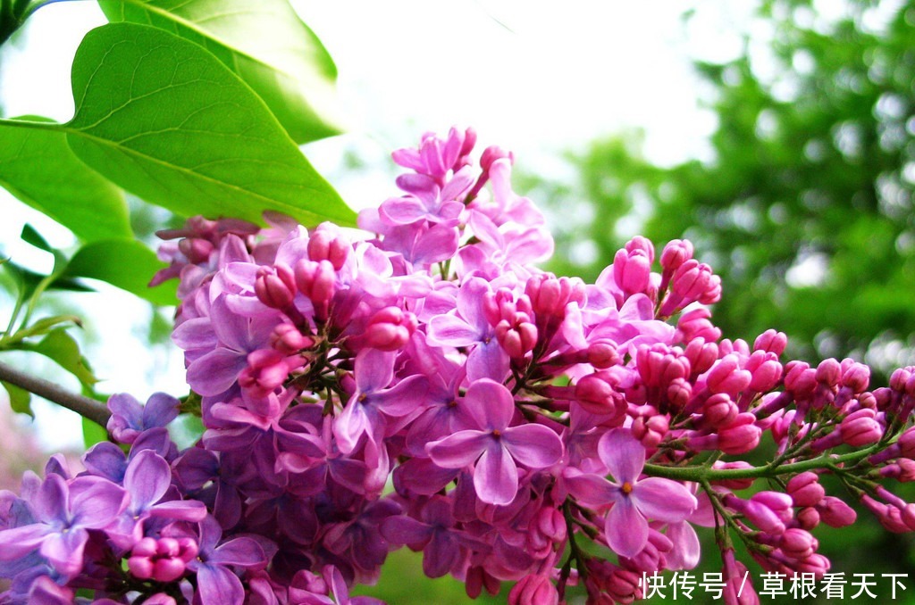 新手养花，不如养一盆花中精品“素客”，似娇艳情人，芳香四溢