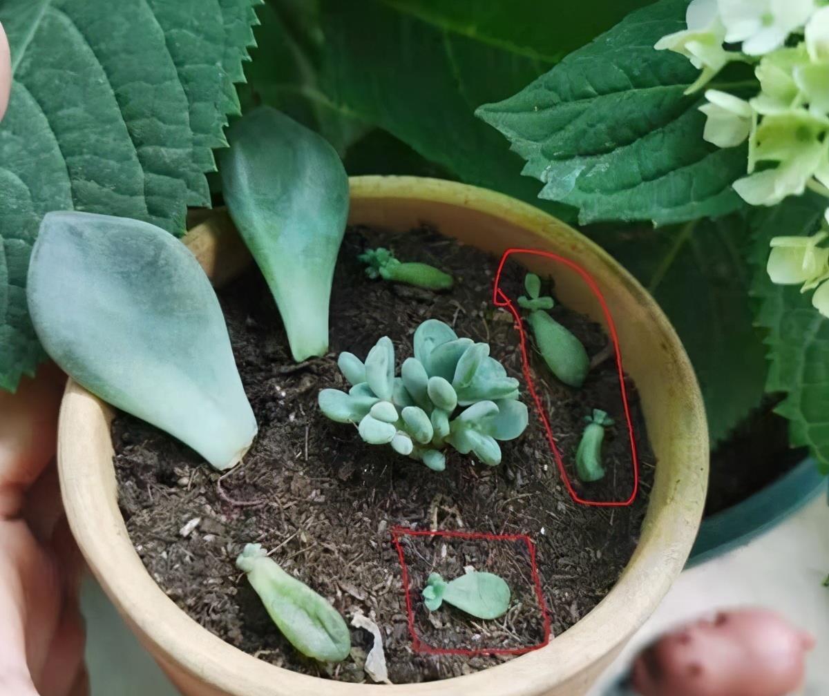 扦插|3种花真的太顽强了,一个枝一片叶,遇土就长根,扦插很简单