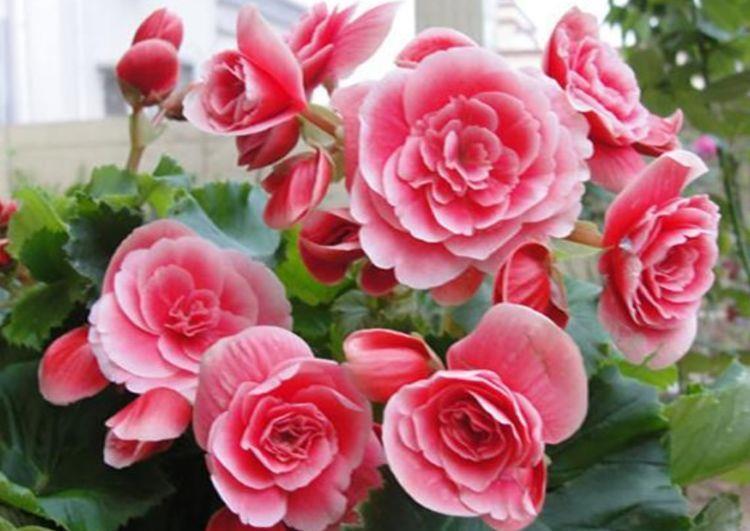 4种花很耐养,沾土就能活,花量大不操心,越养越喜欢