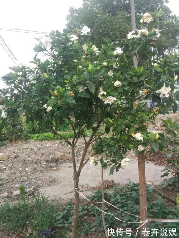 南瓜花|农村的4种花,味道比“鸡肉”香,煎炒煮汤,是一道美味!