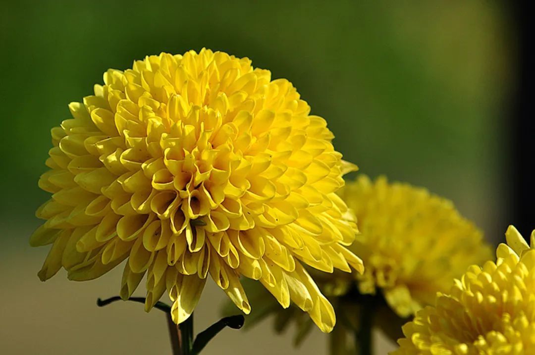 蒲公英|这3种植物可降低血脂,防治手麻、脚抽筋,直接泡水喝,简单方便