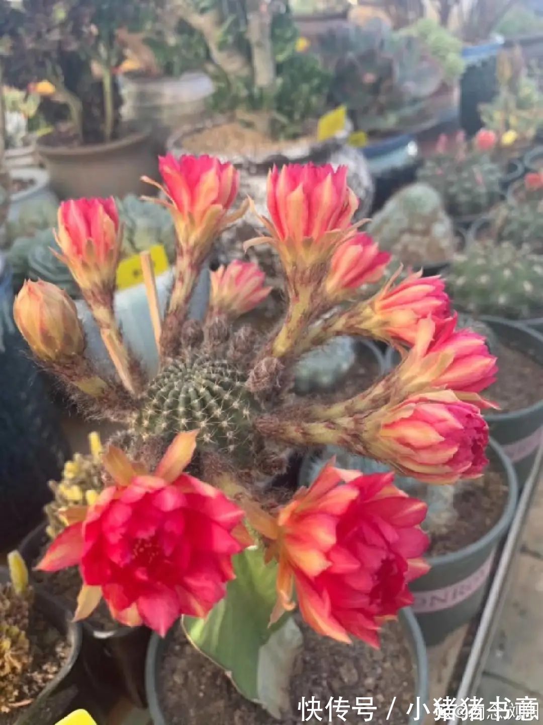 超好养的18种植物,第一名竟然是它!绿萝只能排倒数