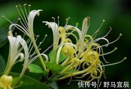 消炎|天然“青霉素”发现了,没事儿可劲儿吃,杀菌消炎,炎症或不敢“登门”