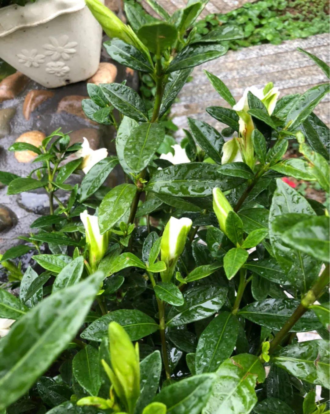 栀子花|最爱淋雨的花,下雨天搬出去,长得更好