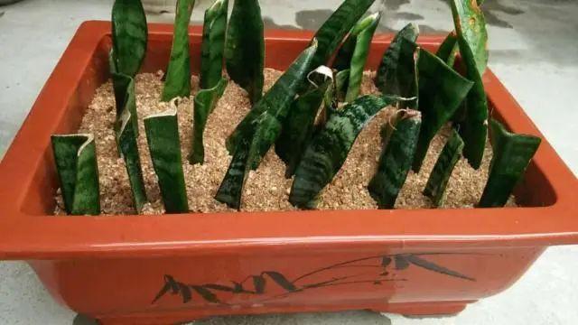 夏天这8种花不用买，叶子丢进花盆里，嗖嗖长白根