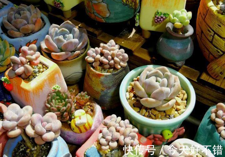 天冷了,多肉的6个求救信号,再不明白活不过冬天