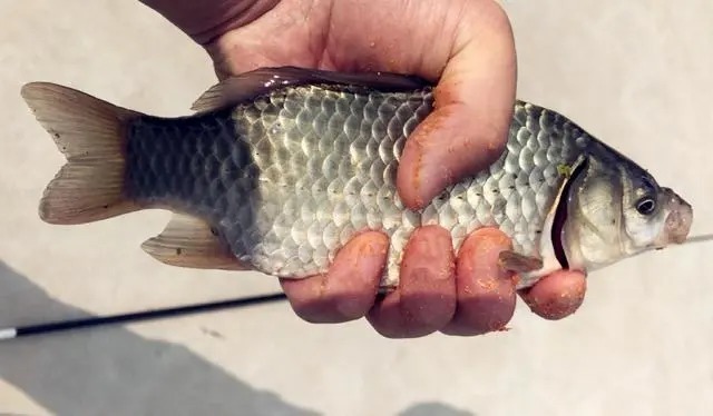 冬钓打窝妙法,注意这三个细节,新手都能轻松爆护