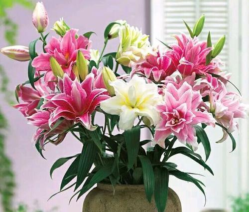 她养了1种花，开花漂亮，香味浓郁，老远就能闻到香！