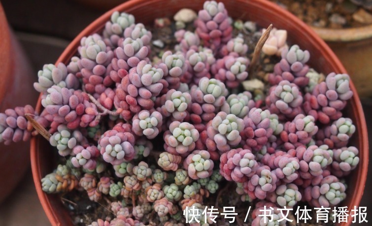 这4个基础要求没落实好,盆栽多肉,再上心也养不好,干瘪难看