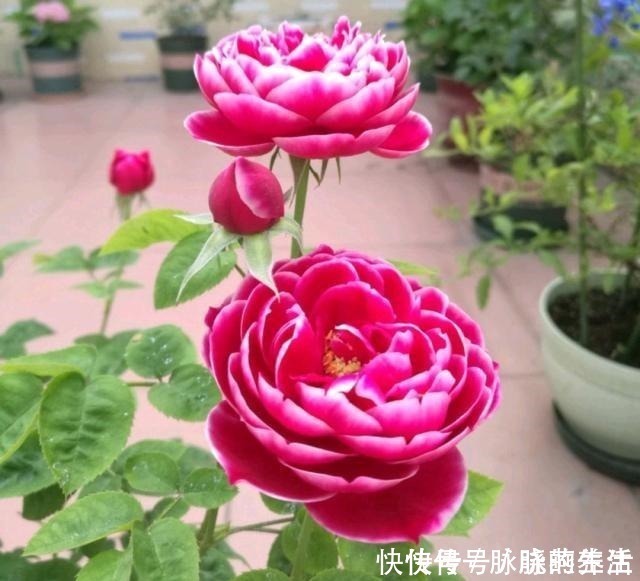 花瓣|这花开得太漂亮了，简直就是神仙颜值，难怪大家称它为“妖花”！