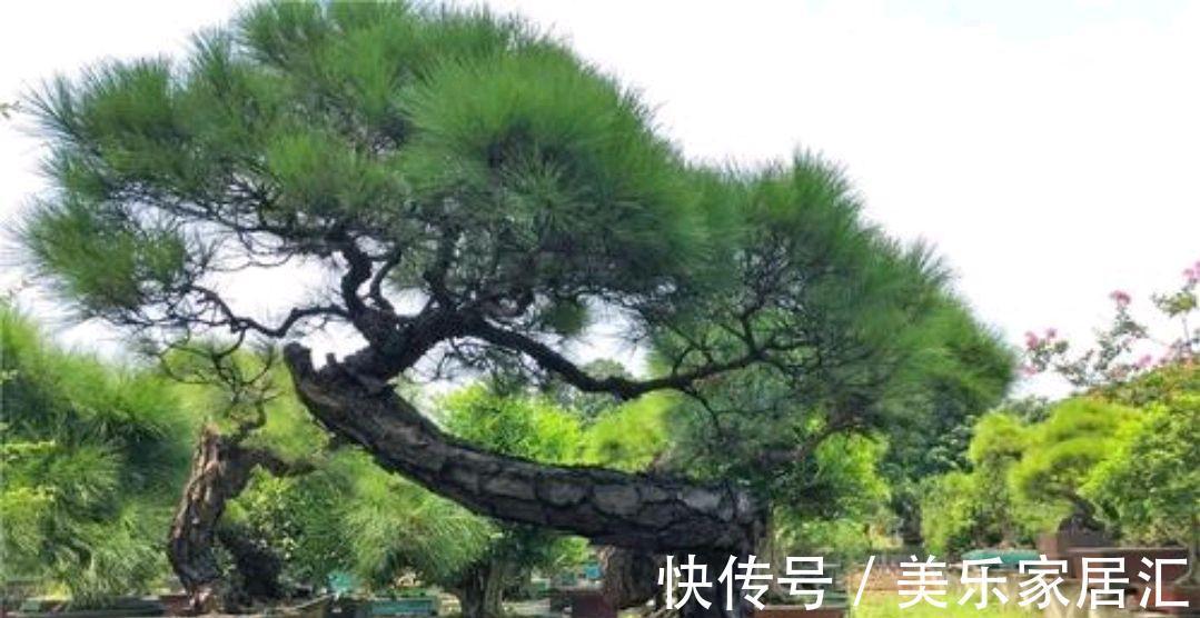 养好山松盆景先养根,怎样才能养好山松根