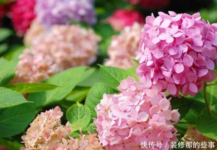 4种花,不仅名字超好听,花更漂亮,给点水就长得好,开花不断!