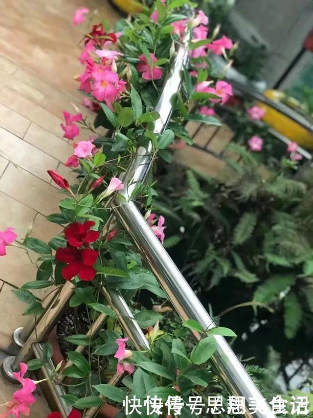 花苞|这花一开就是大半年,枝条沾水就活,根比萝卜还粗