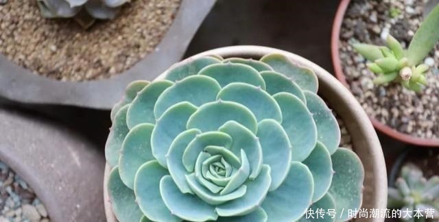 观音|这种多肉比观音莲还美,叶子一层叠一层,一棵能变好几棵