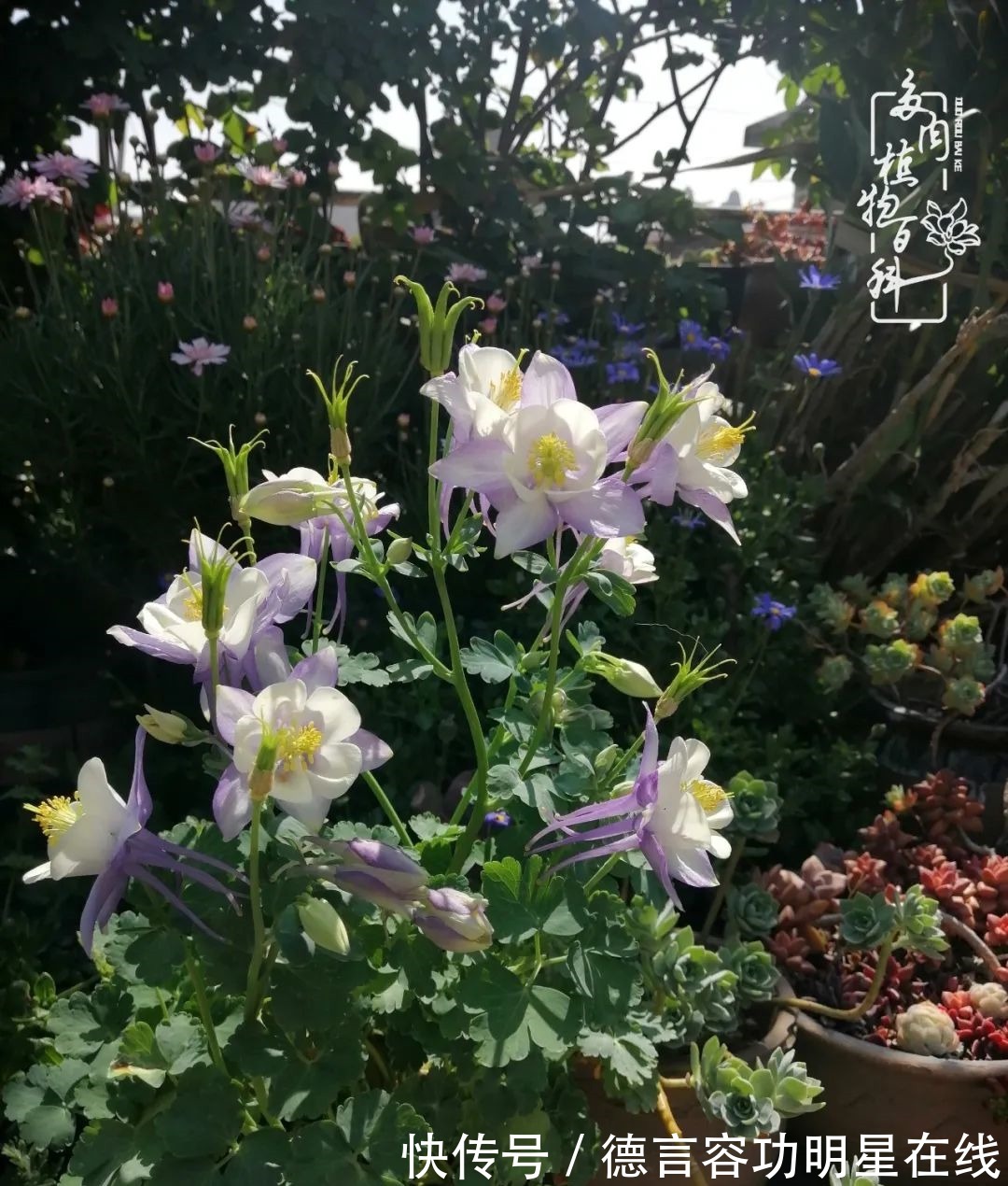 最美四月天,去杨姐的屋顶花园,赴一场花约!