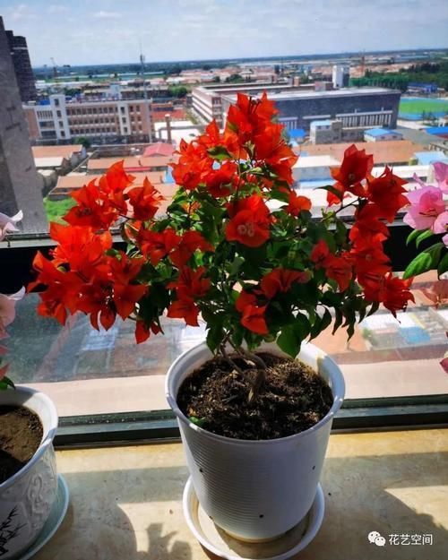 养分|养花万能水，每月用2次，补水补养分，还不用施肥！