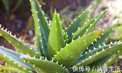 植物|新房入住最怕有甲醛,有钱人都养上这些植物,身体越住越健康