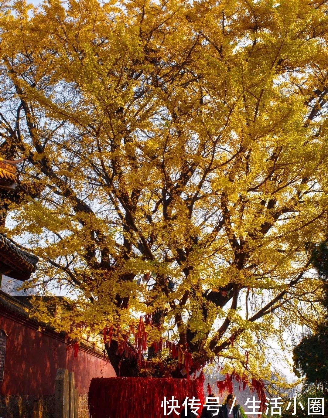  摄影|满地金黄 挥洒飞舞