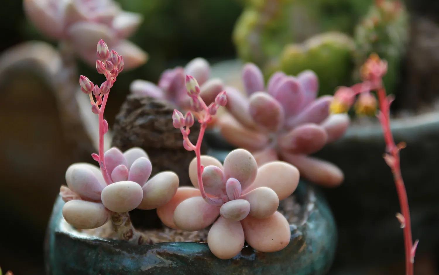 多肉长出小崽崽，不要做此件事，不然后悔都来不及