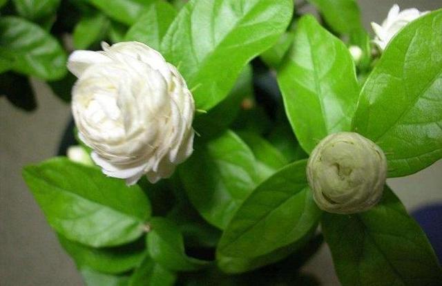 植株|绿萝再见了,1种“大花苞”茉莉,见土就活、开花多,比绿萝好养