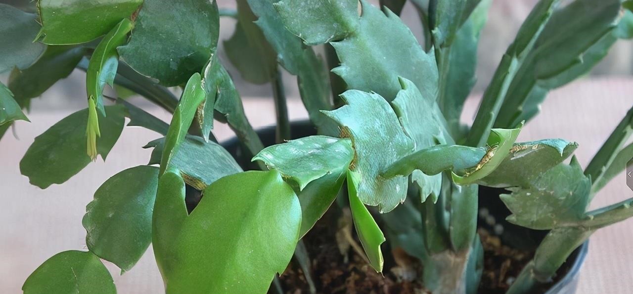 养蟹爪兰,土里加点“料”,叶片厚实硬邦邦,奋力开花一百朵