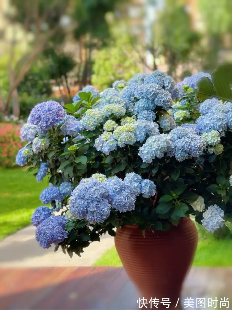 下午茶|一楼430㎡大院子,用1年半建成花园,网友:你这是建了个公园吧?