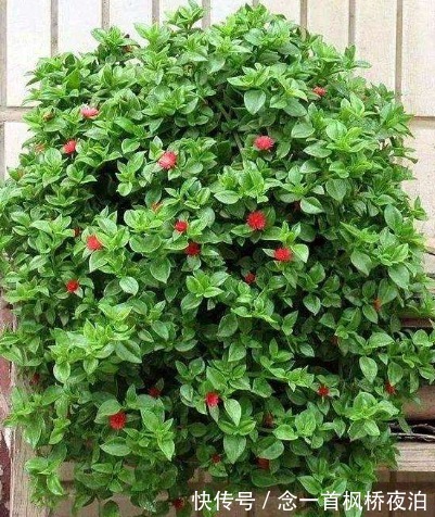 6种花适合吊起来养,窗前挂几盆,比窗帘都好看,而且非常好养