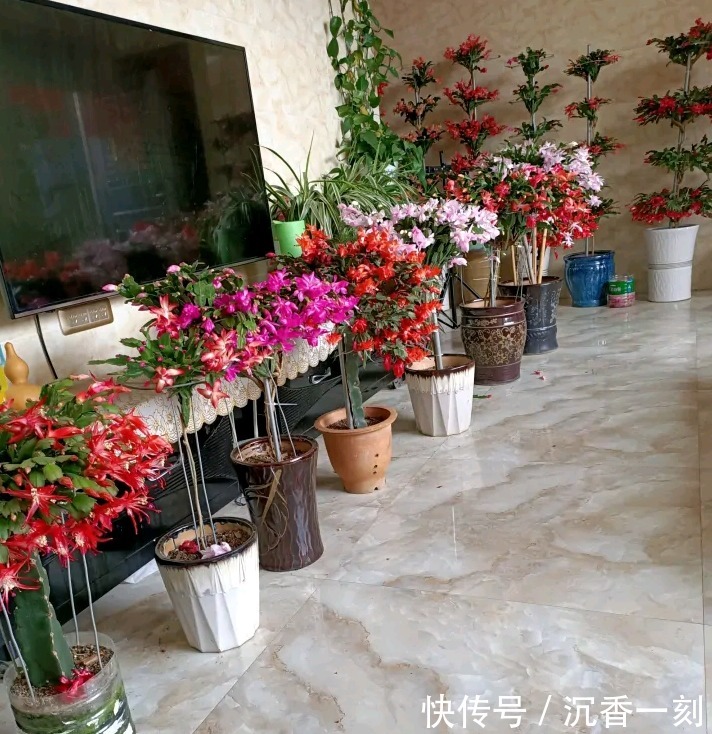 蟹爪兰|真假蟹爪兰,十有八九会认错,“嫁给”仙人掌后,统统开成花大树